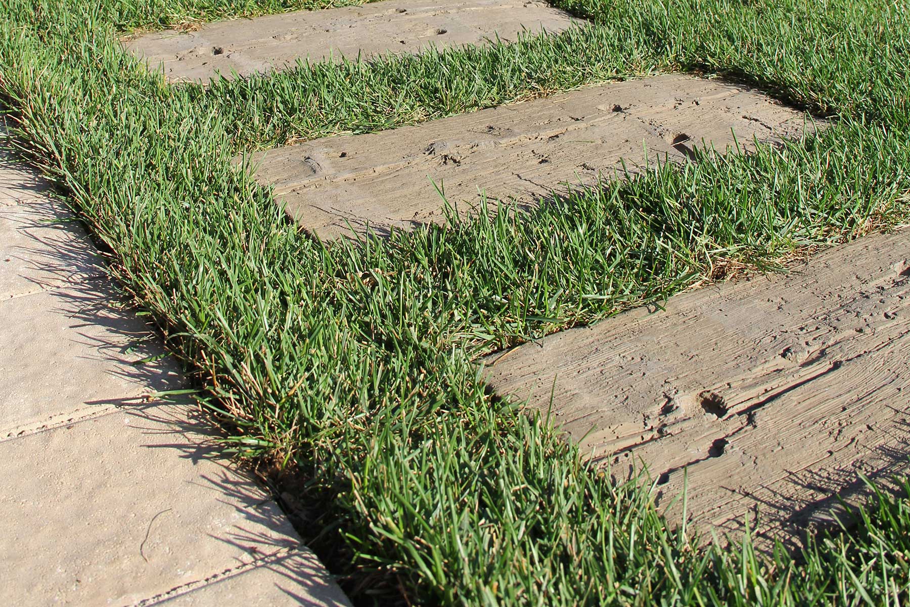 Stone paver steps bordered by landscaping bricks create a durable, textured staircase leading through a garden pathway.